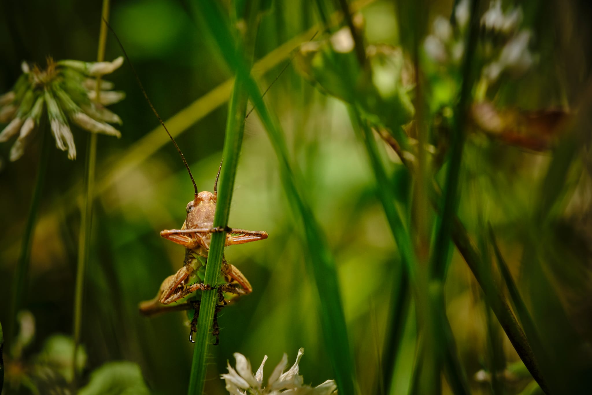 Orthoptera Firenze